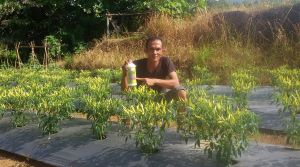 Cayenne pepper in Banten