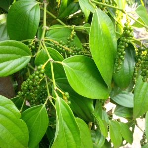 Pepper Harvest Improvement