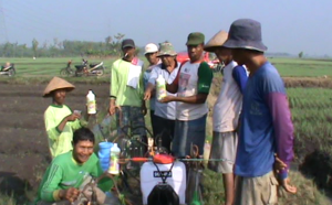 Increased Red Onion Harvest