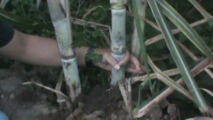 BiOnet Testing for Sugar Cane