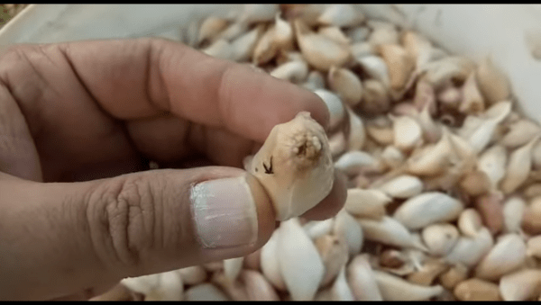 Benih Bawang Putih tumbuh sebelum ditanam