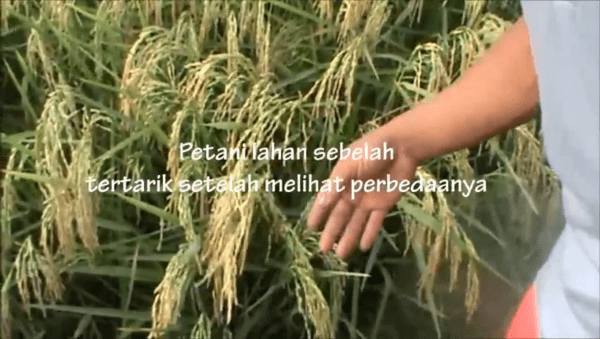 Panen Padi 10 Ton/hektar