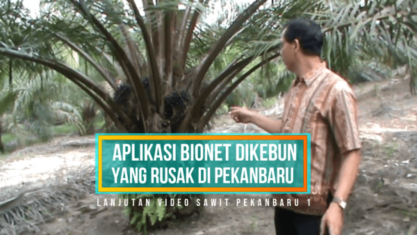 Produksi sawit meningkat 5x lipat